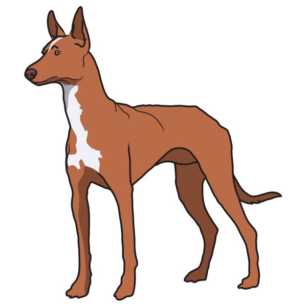 Pharaoh Hound Dog Decal, Dog Lover Decor Vinyl Sticker